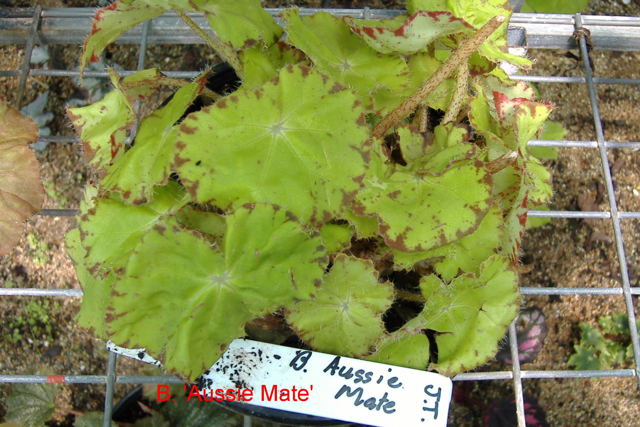 B. ‘Aussie Mate’